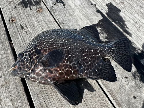 イシガキダイの釣果