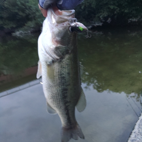 ブラックバスの釣果