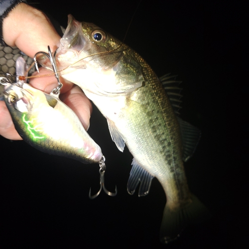 ブラックバスの釣果