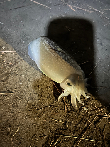 シリヤケイカの釣果