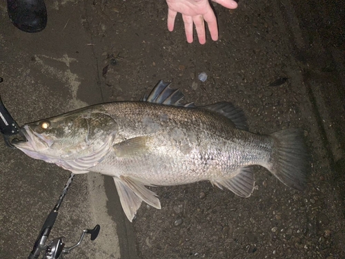 アカメの釣果