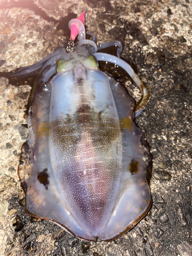 アオリイカの釣果