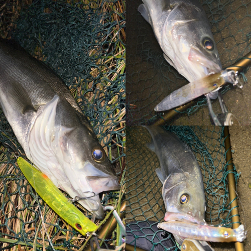 シーバスの釣果