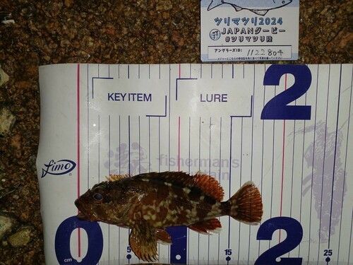 カサゴの釣果