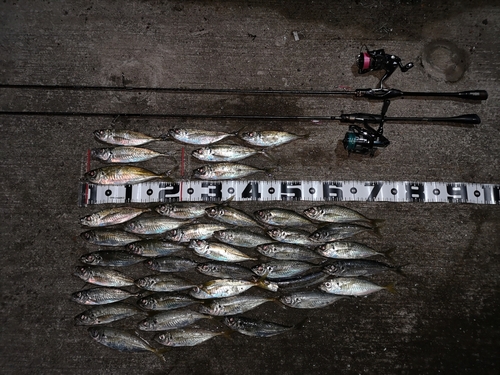 アジの釣果