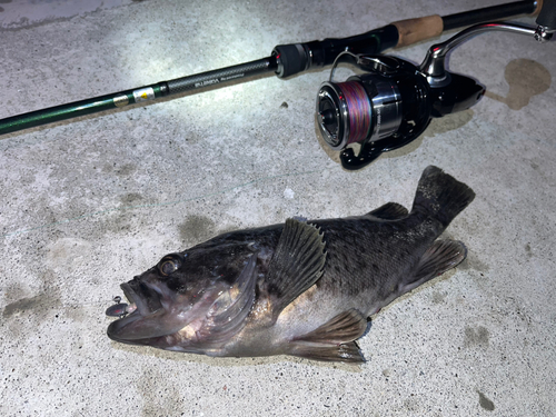 クロソイの釣果