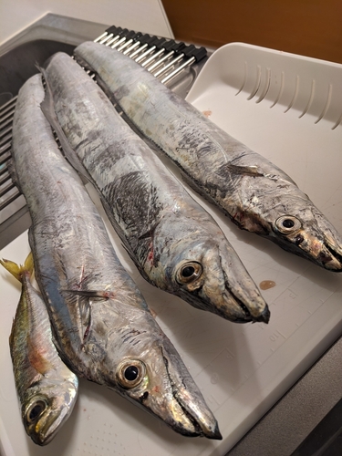 タチウオの釣果