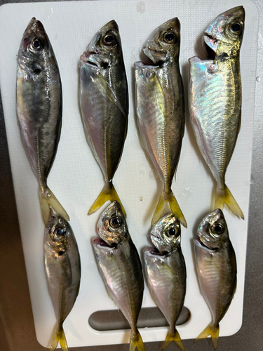 マアジの釣果