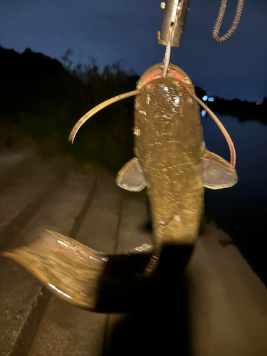 ナマズの釣果