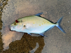 ナンヨウカイワリの釣果