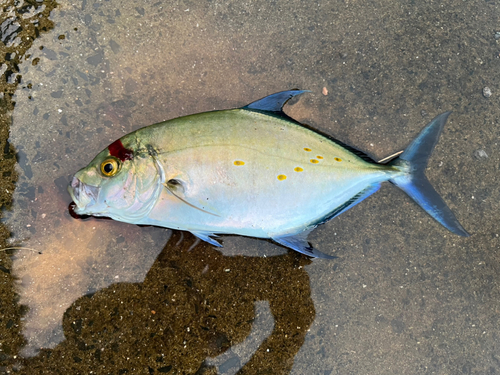 ナンヨウカイワリの釣果