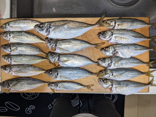 アジの釣果