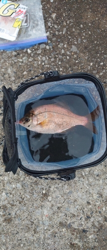 ウミタナゴの釣果