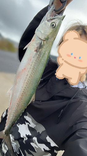 サゴシの釣果