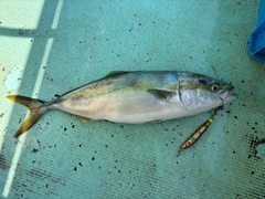 ハマチの釣果