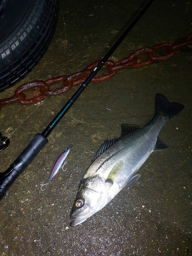 セイゴ（マルスズキ）の釣果