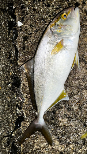 ネリゴの釣果