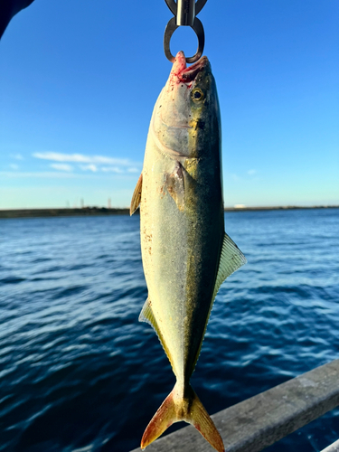 ハマチの釣果