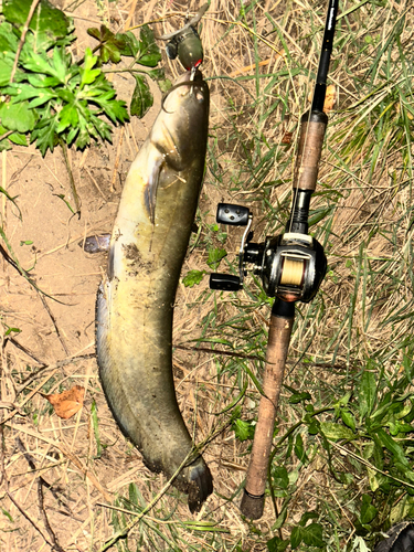 ナマズの釣果