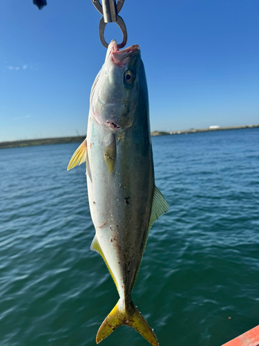 ハマチの釣果