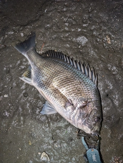 キビレの釣果