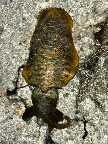 アオリイカの釣果