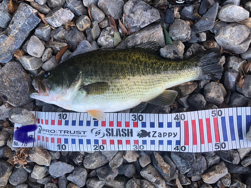 ブラックバスの釣果