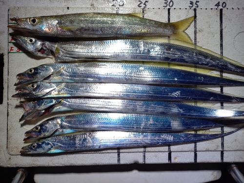 カマスの釣果