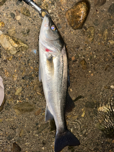 スズキの釣果