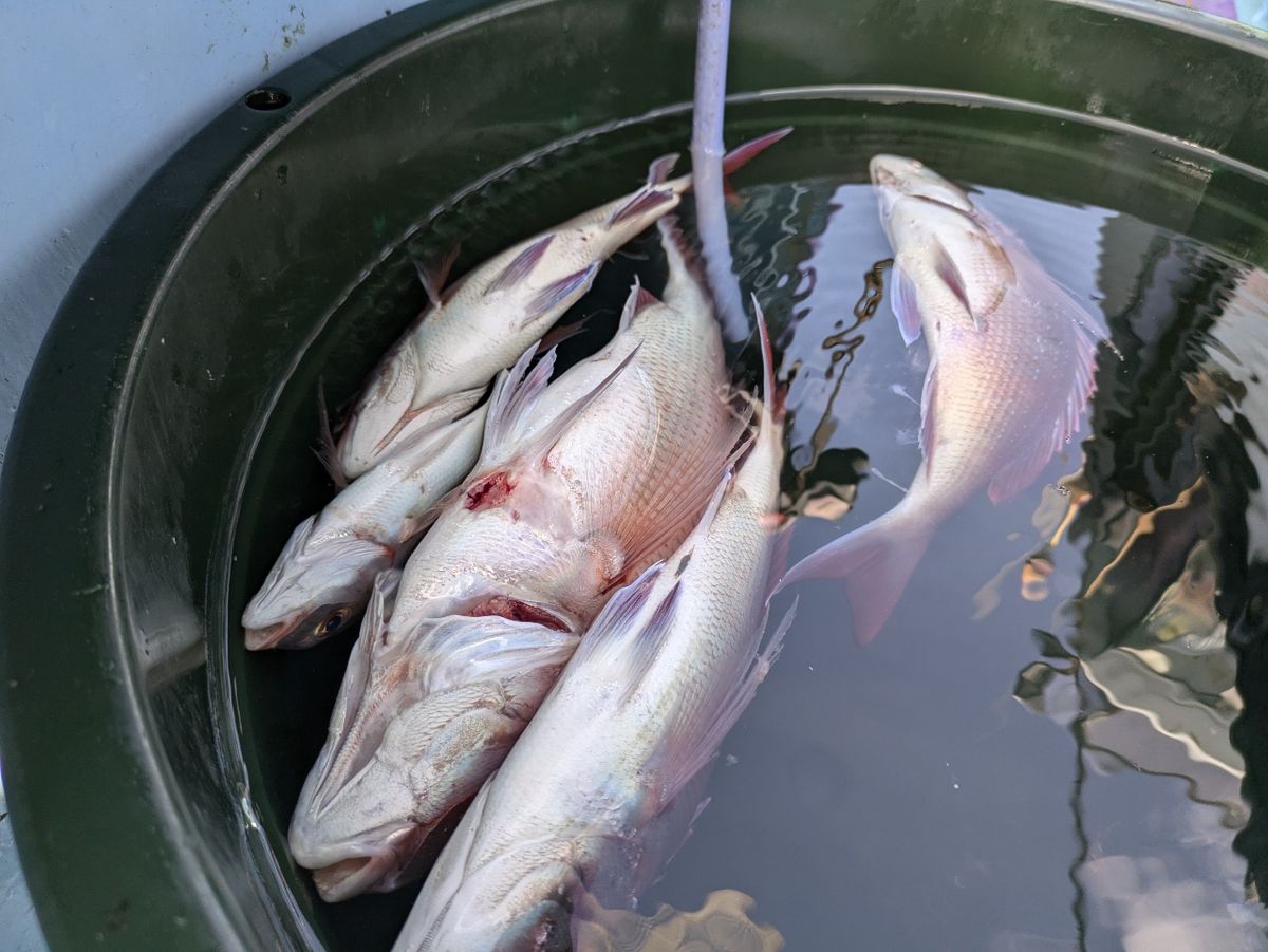 釣りバカじいさんさんの釣果 2枚目の画像