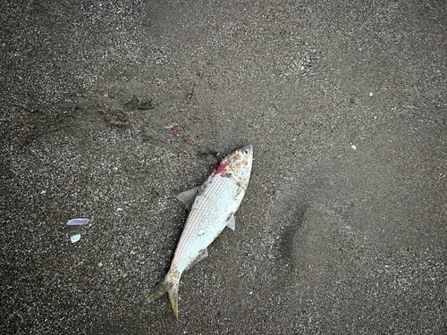 コノシロの釣果