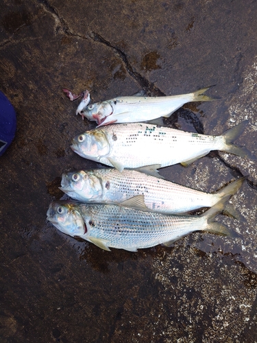 コノシロの釣果