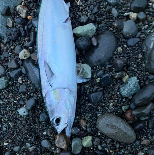 ソウダガツオの釣果