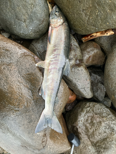 シロザケの釣果