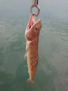 エソの釣果