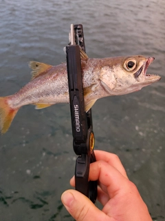 ムツの釣果