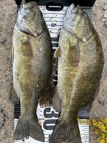 スモールマウスバスの釣果