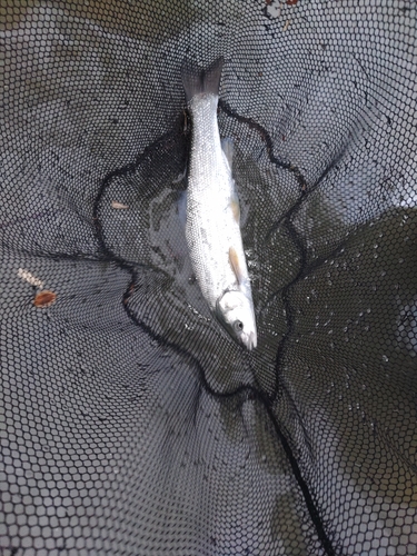 ウグイの釣果