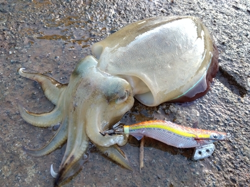 コウイカの釣果