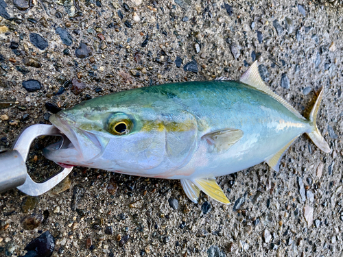 ツバイソの釣果