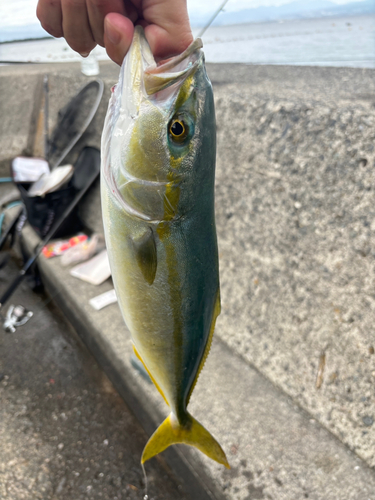 イナダの釣果