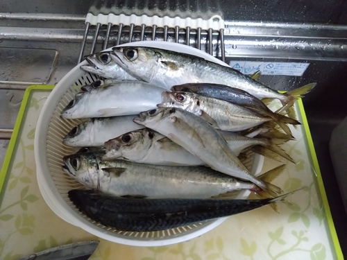 サバの釣果