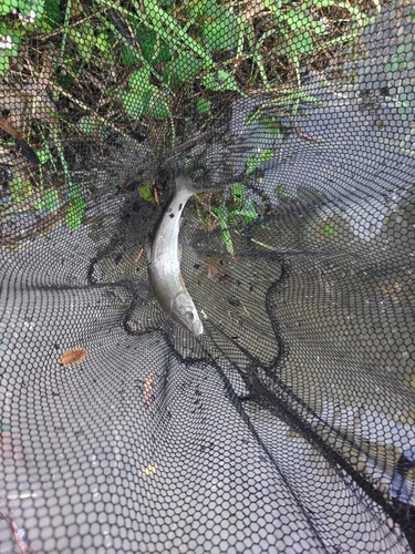 ウグイの釣果