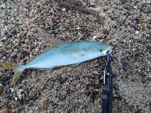 ツバスの釣果