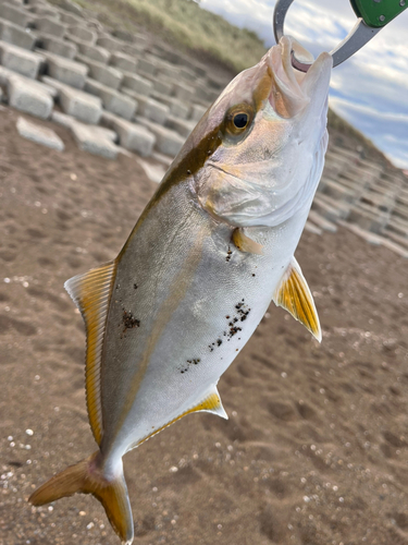 ショゴの釣果