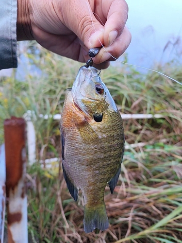 ブルーギルの釣果