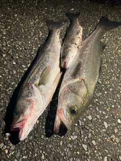 シーバスの釣果