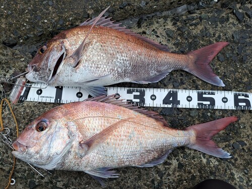 マダイの釣果