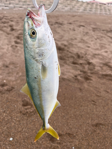 ワカシの釣果