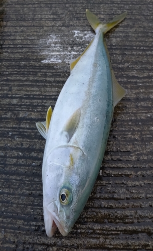 ワカシの釣果